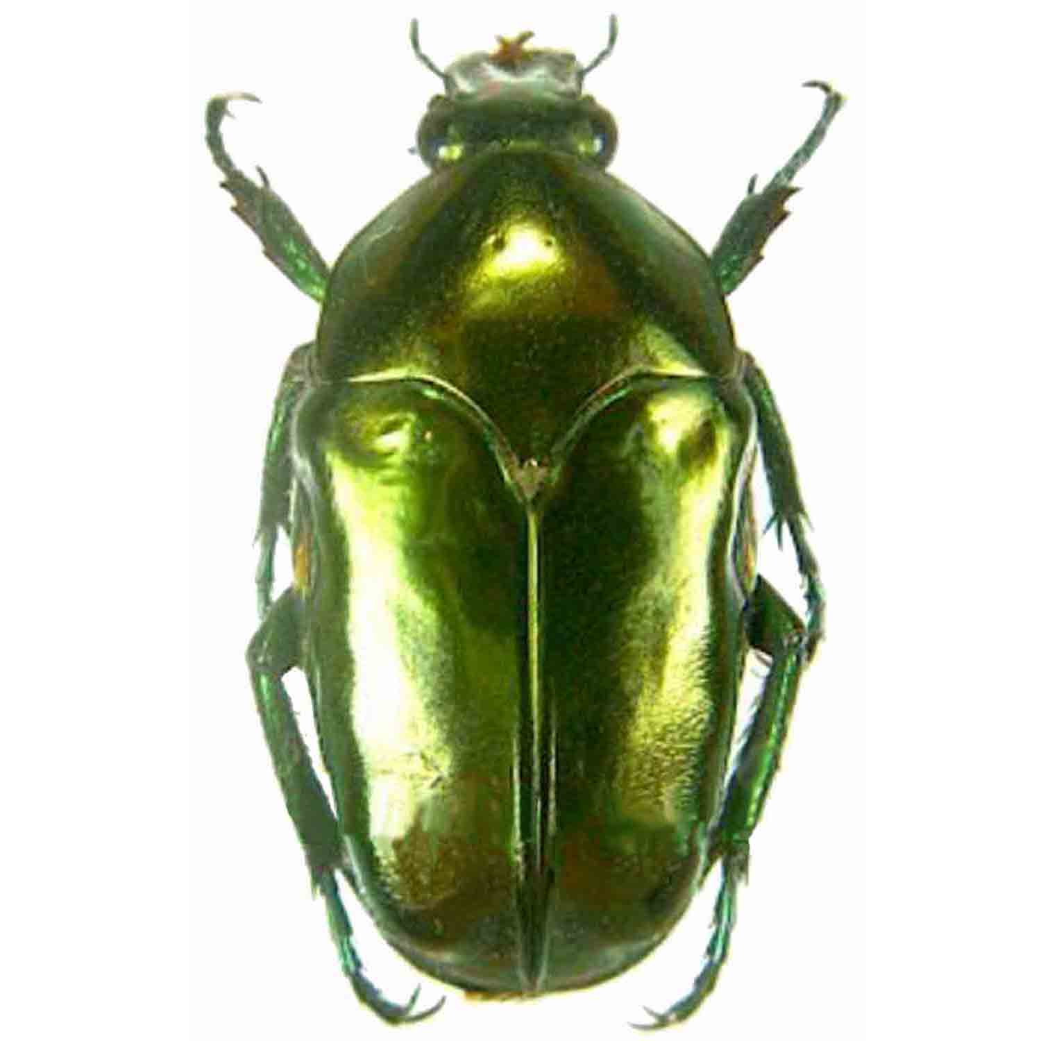 L'Arca di Noè - Ischiopsopha ceramensis Tropical Insect Coleopter